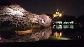 三溪園夜桜